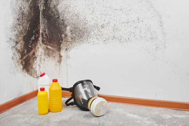 Best Black Mold Removal  in Sublette, KS