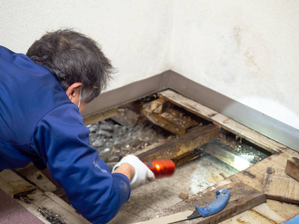 Best Residential Mold Removal  in Sublette, KS
