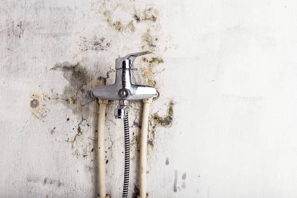 Best Affordable Mold Removal  in Sublette, KS