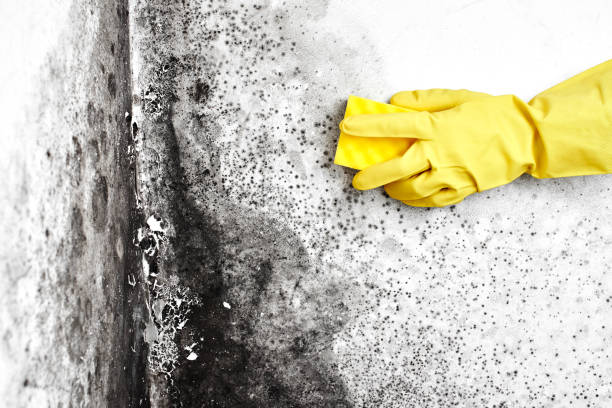 Best Fast Mold Removal  in Sublette, KS