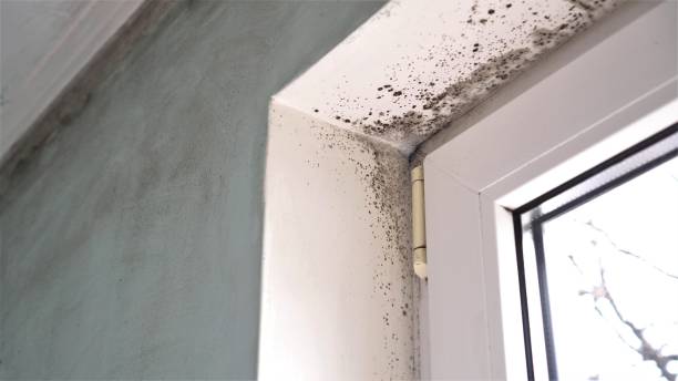 Best Emergency Mold Removal  in Sublette, KS