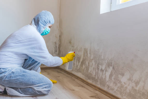 Certified Mold Removal in Sublette, KS