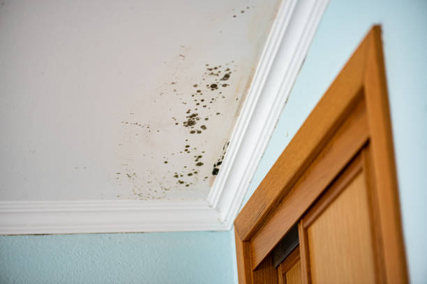 Best Mold Testing  in Sublette, KS
