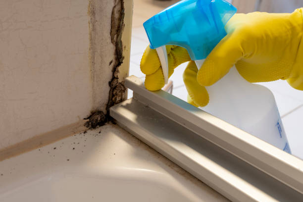 Office Mold Removal Services in Sublette, KS