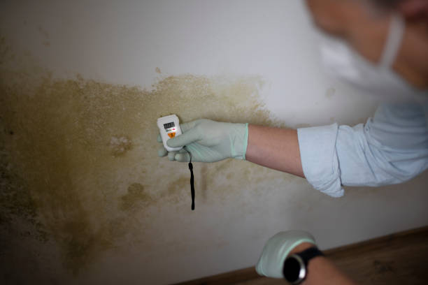 Sublette, KS Mold Removal Company