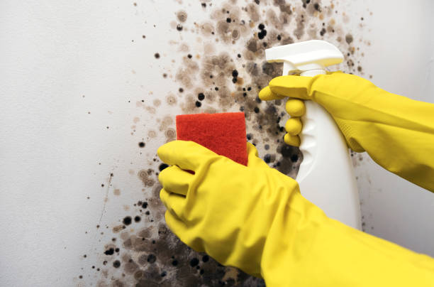 Best Attic Mold Removal  in Sublette, KS