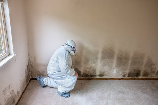 Best Office Mold Removal Services  in Sublette, KS