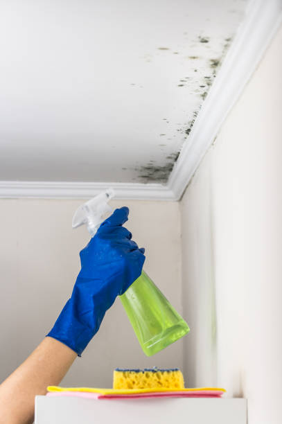 Best Home Mold Removal  in Sublette, KS